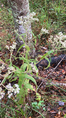 Eupatorium perfoliatum