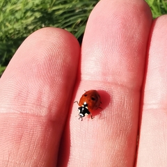 Coccinella septempunctata
