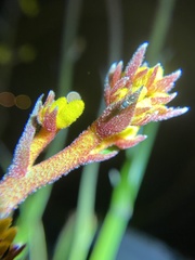 Anigozanthos humilis