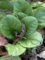 Pyrola rotundifolia