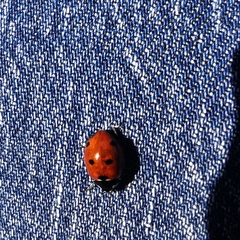 Coccinella septempunctata