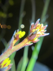 Anigozanthos humilis