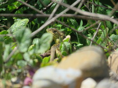 Liolaemus chiliensis
