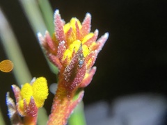 Anigozanthos humilis