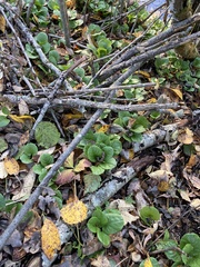 Pyrola rotundifolia