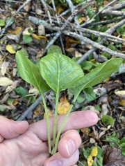 Pyrola rotundifolia