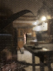 Acrolophus popeanella
