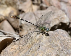 Erpetogomphus lampropeltis