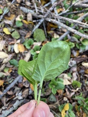 Pyrola rotundifolia