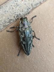 Chalcophora mariana massiliensis