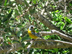 Phrygilus