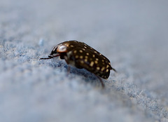 Oxythyrea marginalis