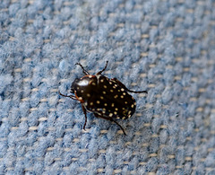 Oxythyrea marginalis