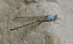 Argia funcki