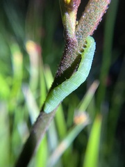 Chrysodeixis eriosoma