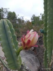 Trichocereus macrogonus
