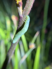 Chrysodeixis eriosoma