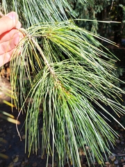 Pinus × schwerinii