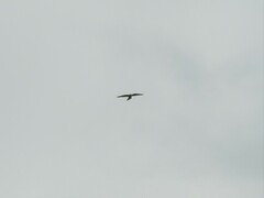 Falco femoralis
