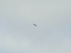 Falco femoralis