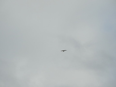 Falco femoralis