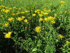 Pentanema helveticum