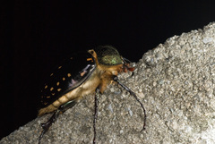 Cheirotonus formosanus