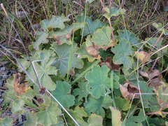 Alchemilla mollis