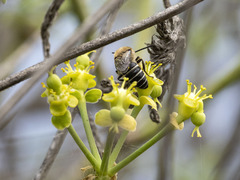 Colletes dimidiatus