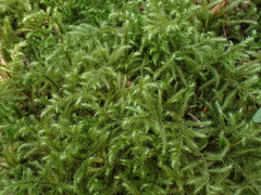 Rhytidiadelphus loreus