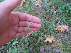 Sceptridium jenmanii