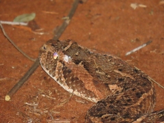 Bitis arietans