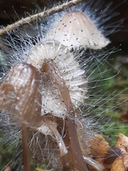 Spinellus fusiger
