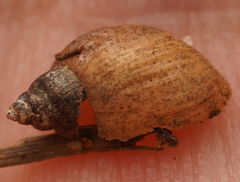 Orientogalba viridis