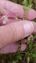 Prostanthera chlorantha