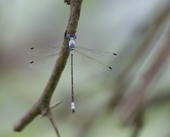 Lestes sigma