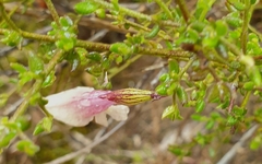 Prostanthera chlorantha