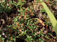 Kalmia procumbens