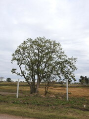 Phytolacca dioica
