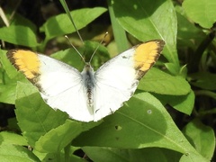 Colotis aurora