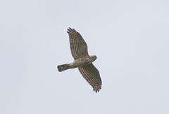 Accipiter gularis