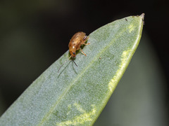 Longitarsus kleiniiperda