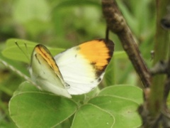 Colotis aurora