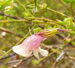 Prostanthera chlorantha