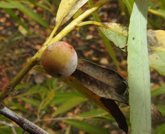Euura pedunculi