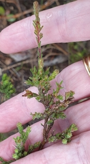Prostanthera chlorantha