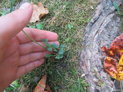 Sceptridium jenmanii