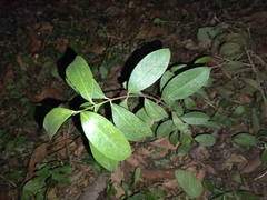 Syzygium cumini