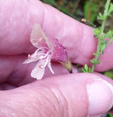 Prostanthera chlorantha