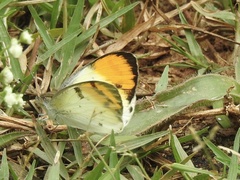 Colotis aurora